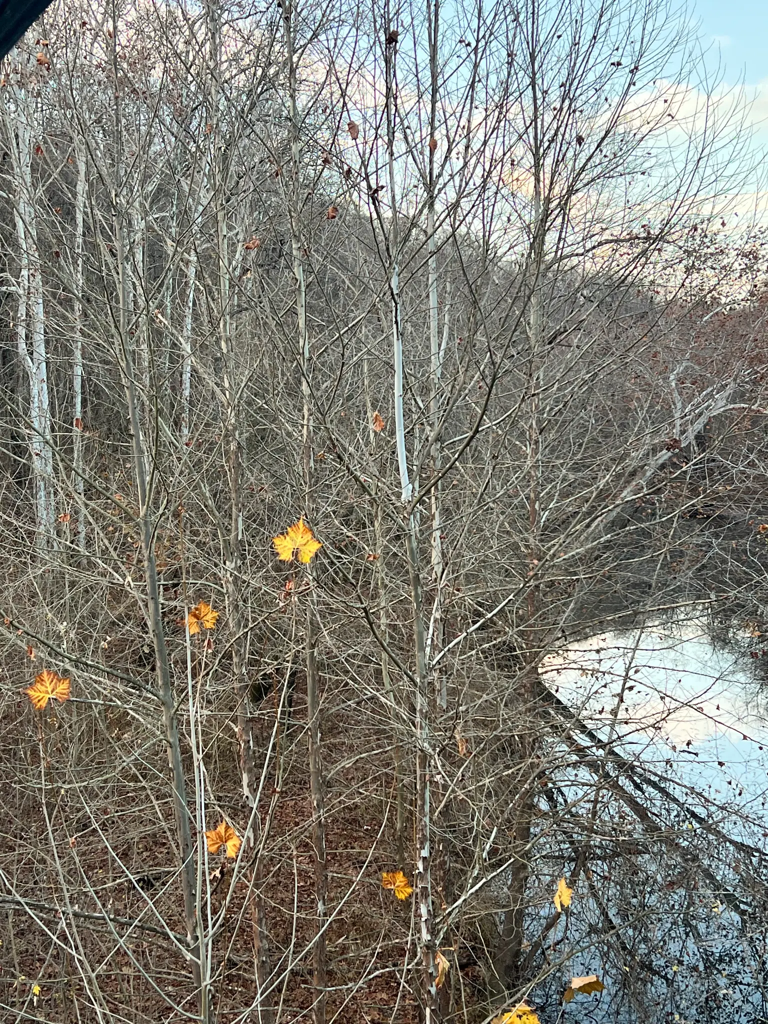 Winter Leaves Fallen winter leaves covering the historic grounds of Rose Island, Indiana State Park
